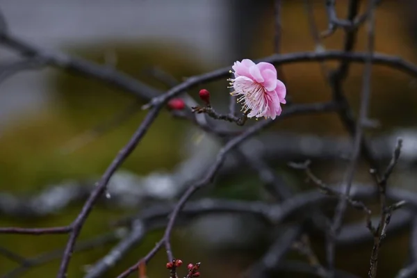 stock image  Japanese apricot ( Ume ) blossoms. Ume, which blooms before the leaves in early spring, has long been loved by Japanese people as a flower that makes them feel the arrival of spring.