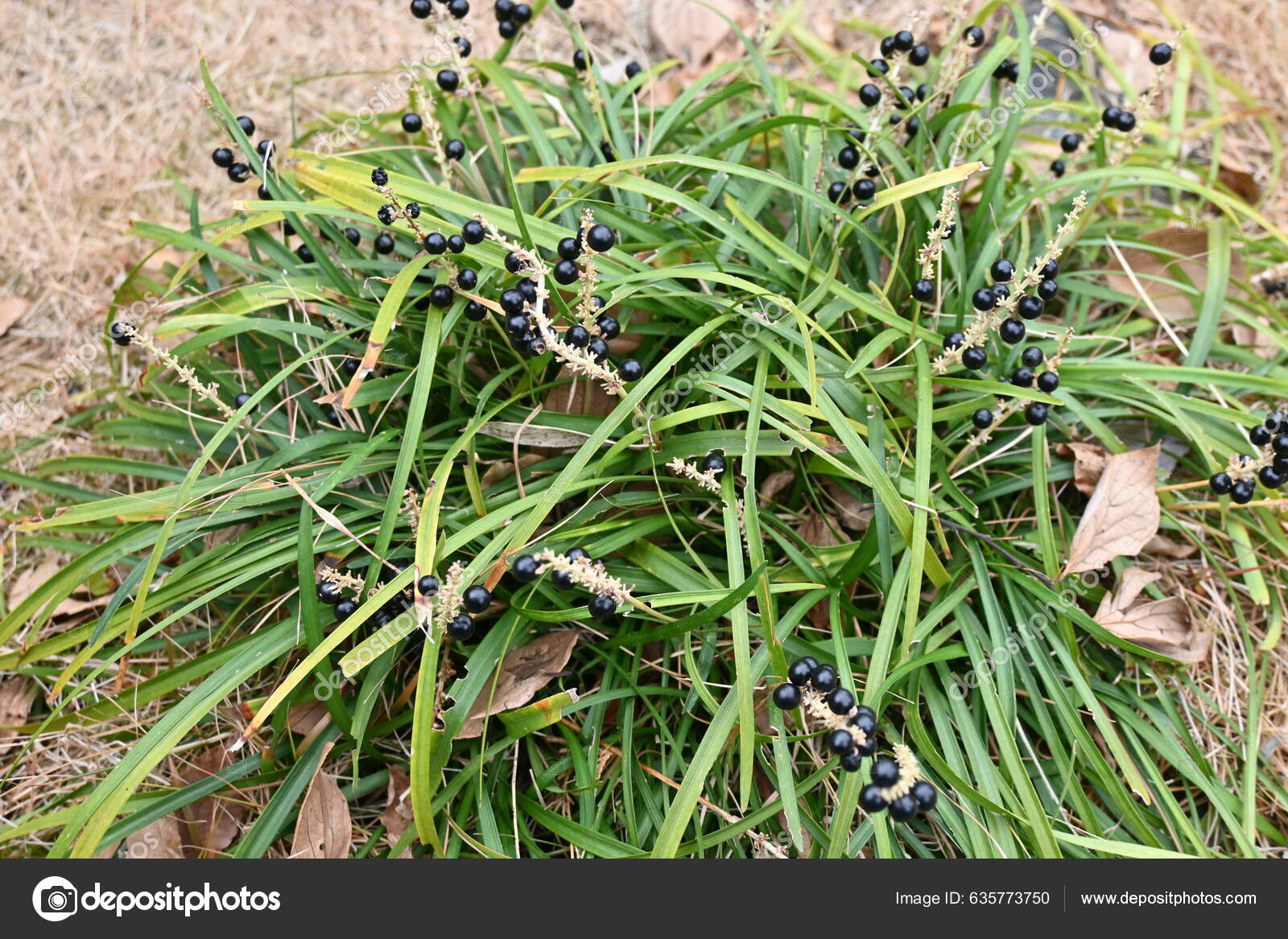 Big Blue Lilyturf Liriope Muscari Berries Light Purple Flowers Bloom Stock  Photo by ©YK1500 635773750