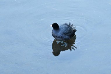 Coots ( Fulica atra ) foraging for food in the stream. Rallidae wild bird.