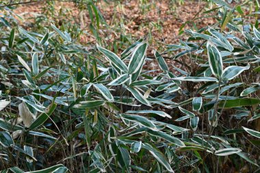 Kuma bamboo grass ( Sasa veitchii). Poaceae evergreen plants. Young leaves are dark green overall, but in winter the edges wither and turn white.