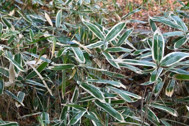 Kuma bamboo grass ( Sasa veitchii). Poaceae evergreen plants. Young leaves are dark green overall, but in winter the edges wither and turn white.