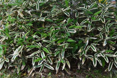 Kuma bamboo grass ( Sasa veitchii). Poaceae evergreen plants. Young leaves are dark green overall, but in winter the edges wither and turn white.