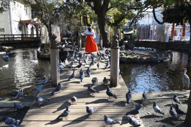 A flock of pigeons in the precincts of a shrine. The dove is a symbol of peace and is also a messenger of the gods in Shintoism. At this shrine, the shrine maiden feeds the pigeons at set times.