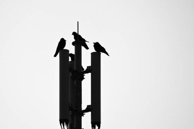Crows. Bird background image. Passeriformes Corvidae. Crows are among the most intelligent birds. clipart