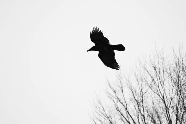 Crows. Bird background image. Passeriformes Corvidae. Crows are among the most intelligent birds.