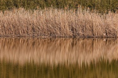 Suyun yüzeyindeki yansımaların bir görüntüsü. Doğal güzelliğin arka plan materyali.