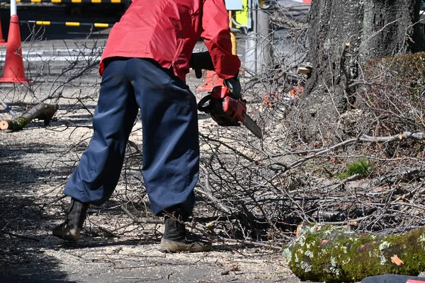 stock image Felling work of roadside trees with an aerial work vehicle.