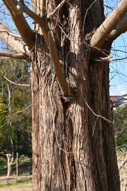 Kış mevsiminde seher ağacı (Metasequoia), ağaçlar ve meyveler. Cupressaceae yapraklı ağaç. Meyveler sonbahardan kışa kadar kahverengi olur ve birçok tohum toprağa düşer..
