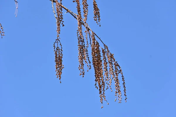 Dawn redwood (Metasequoia) trees and fruits in winter time. Cupressaceae deciduous tree. The fruits ripen brown from autumn to winter, and many seeds fall to the ground.