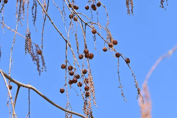 Dawn redwood (Metasequoia) trees and fruits in winter time. Cupressaceae deciduous tree. The fruits ripen brown from autumn to winter, and many seeds fall to the ground.