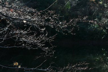 Drops shining on tree twigs. Background material of natural phenomenon beauty.