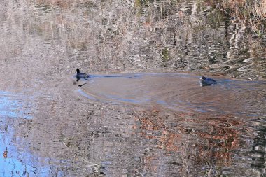 Common coot (Fulica atra) swimming in the lake looking for food.