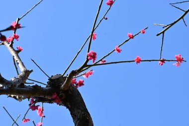 Japon tarzı bir bahçede Ume 'nin çiçek açtığı sahne..