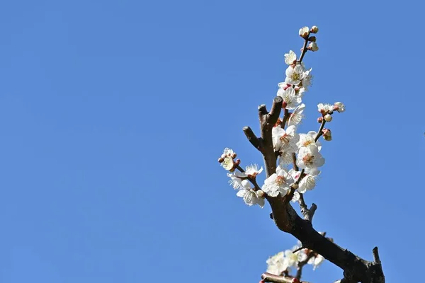 Scene Ume Blossomms Full Bloom Japanese Style Garden — Stock Photo, Image