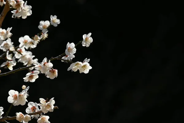 日本庭園に満開の梅が咲き誇ります — ストック写真