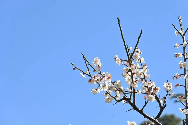 Scene Ume Blossomms Full Bloom Japanese Style Garden — Stock Photo, Image