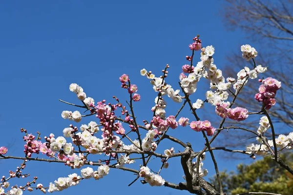 Scéna Květů Ume Plném Rozkvětu Japonské Zahradě — Stock fotografie