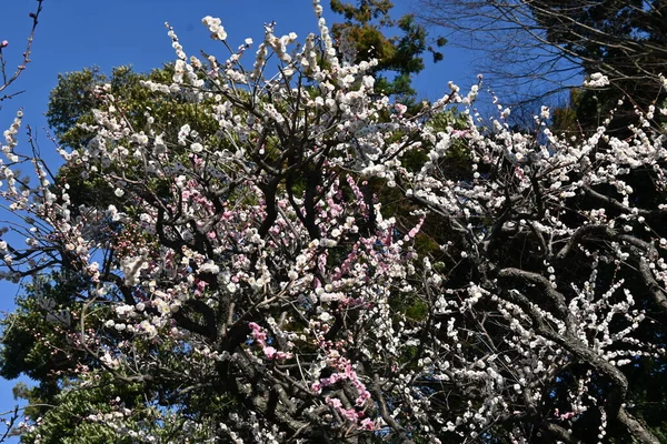 Σκηνή Του Ume Ανθίζει Πλήρη Άνθιση Έναν Κήπο Ιαπωνικού Στιλ — Φωτογραφία Αρχείου