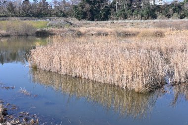 Özürlü havzasındaki sıradan kamış. Sazlıklar Poaceae bitkileridir. Nehirlerde ve bataklıklarda uzun koloniler oluştururlar..