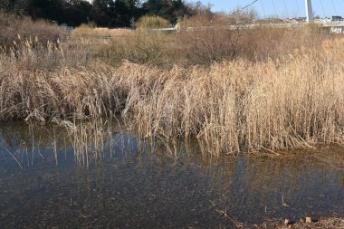Özürlü havzasındaki sıradan kamış. Sazlıklar Poaceae bitkileridir. Nehirlerde ve bataklıklarda uzun koloniler oluştururlar..