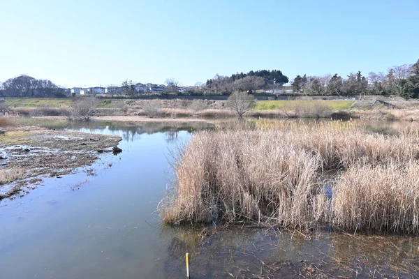 Stock image The common reed in the retarding basin. Common reed are Poaceae perennial plants that form tall colonies in rivers and marshes.