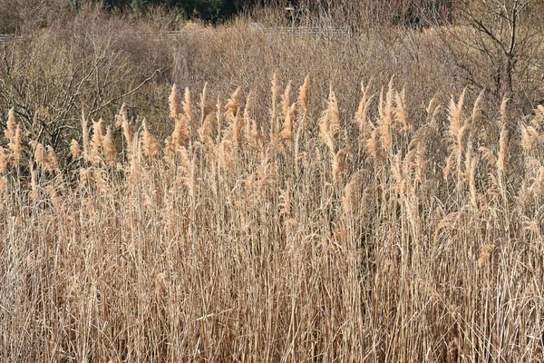 干拓盆地の一般的な葦 一般的なリードは 河川や沼で背の高いコロニーを形成するポエア多年草植物です — ストック写真