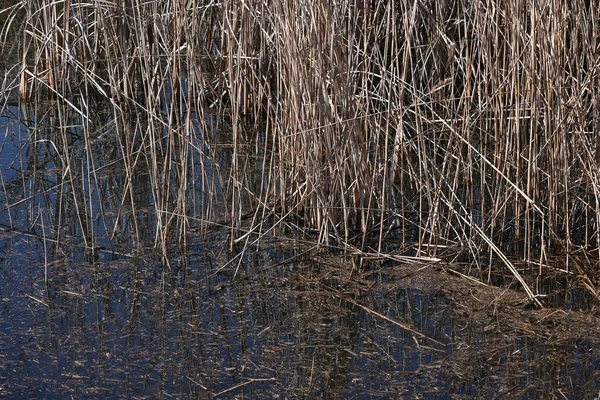 干拓盆地の一般的な葦 一般的なリードは 河川や沼で背の高いコロニーを形成するポエア多年草植物です — ストック写真