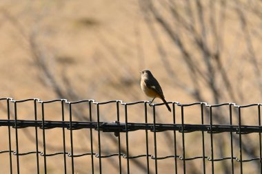  A female Daurian redstart. Passeriformes Muscicapidae. It is a migratory bird often seen in winter in Japan.