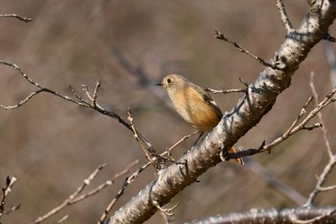  A female Daurian redstart. Passeriformes Muscicapidae. It is a migratory bird often seen in winter in Japan.