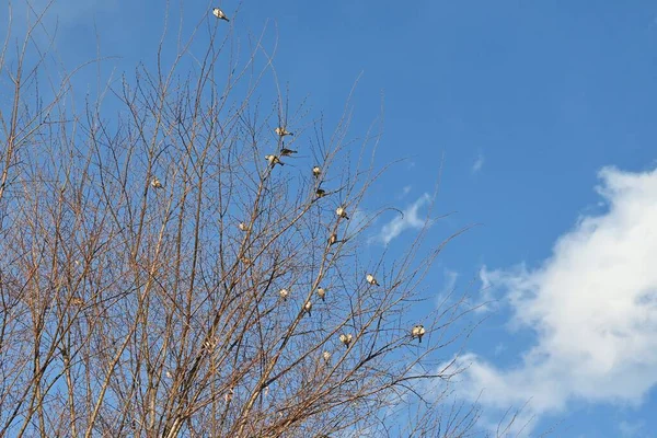 麻雀休息 牠们是杂食性的 吃豆科植物的种子和昆虫 并有成群结队移动的习惯 跳跃时移动的步态叫做跳跃 — 图库照片