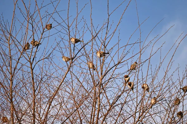 Sparrows Resting Omnivorous Eats Poaceae Seeds Insects Has Habit Moving — Fotografia de Stock