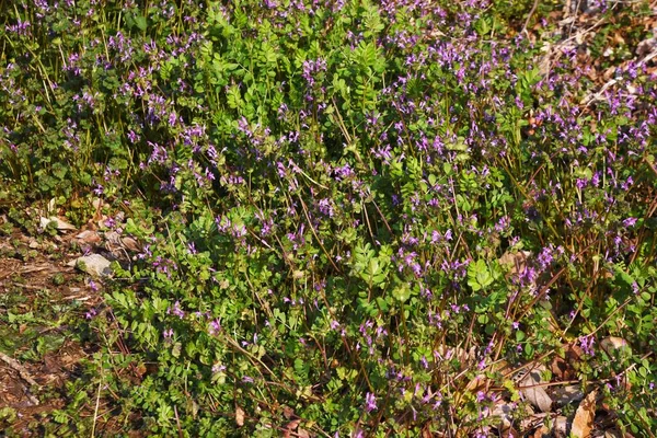 Henbit Flowers Lamiaceae Biennial Weed Grows Roadsides Banks Fields Blooms — Stock Photo, Image