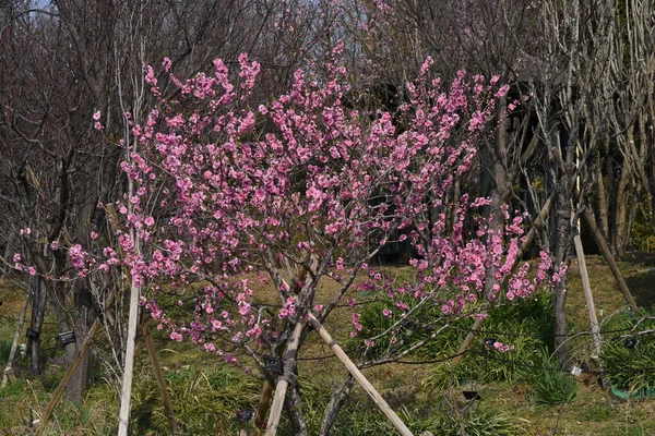 Hana Peach Prunnus Persica Blossoms Flowering Peach Tree Rosaceae Deciduous — Stock Photo, Image