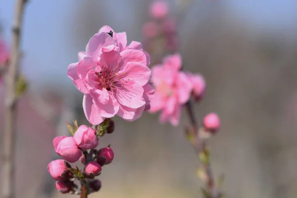Prunus Persica が咲きます 桃の木の開花 バラ科の落葉低木 開花期は3月4月です — ストック写真
