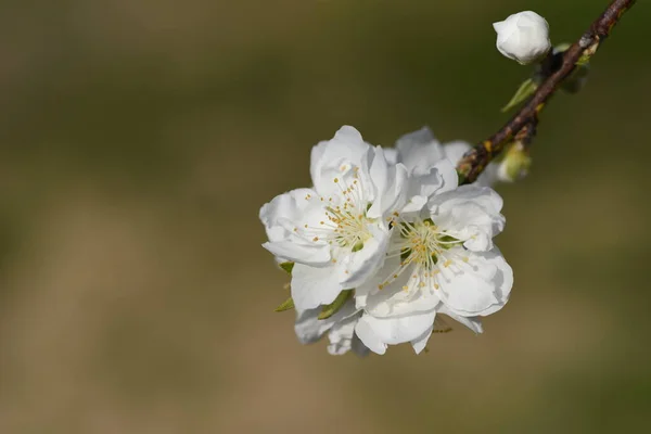 Hana Persika Prunnus Persica Blommar Blommande Persikoträd Rosaceae Lövbuske Blommande — Stockfoto