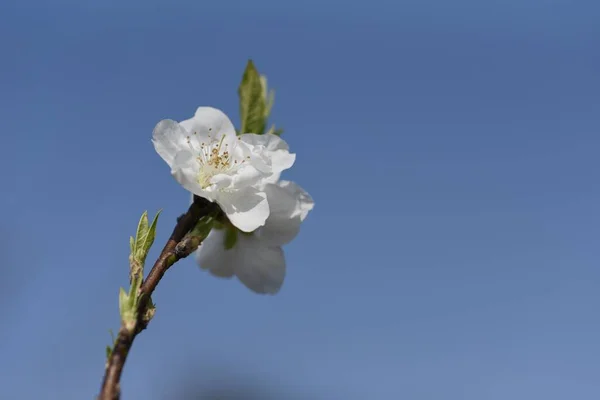 Hana Şeftalisi Prunnus Persica Çiçek Açar Çiçekli Şeftali Ağacı Rosaceae — Stok fotoğraf