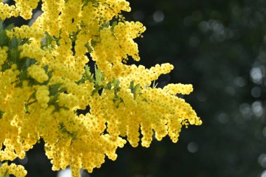 Kootamundra gerdanlığı (Acacia baileyana) çiçekleri. Fabaceae Avustralya 'ya özgüdür. Sarı çiçekler Şubat 'tan Mart' a kadar açar.