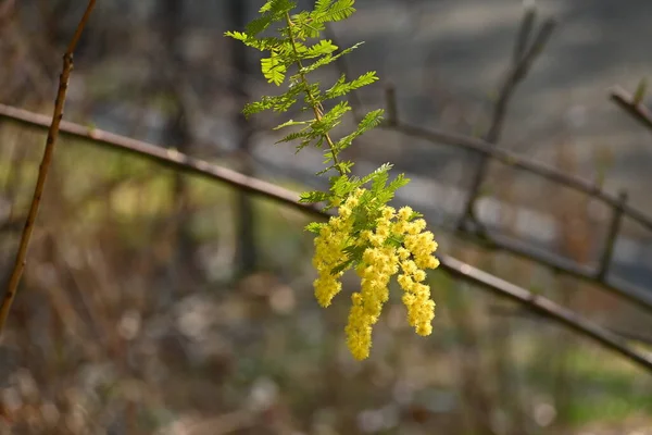 Kootamundra Gerdanlığı Acacia Baileyana Çiçekleri Fabaceae Avustralya Özgüdür Sarı Çiçekler — Stok fotoğraf