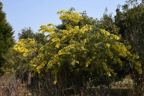 Kootamundra Gerdanlığı Acacia Baileyana Çiçekleri Fabaceae Avustralya Özgüdür Sarı Çiçekler — Stok fotoğraf
