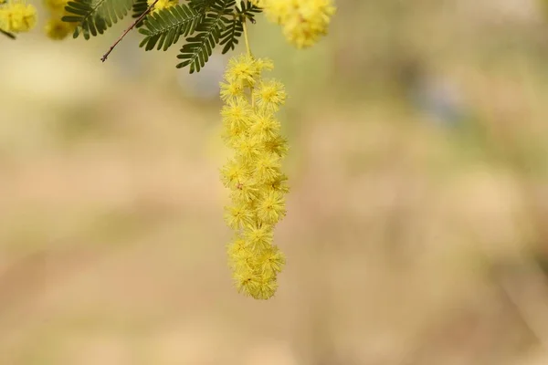 Kwiatostan Cootamundra Acacia Baileyana Kwiaty Fabaceae Wiecznie Zielone Drzewo Pochodzi — Zdjęcie stockowe