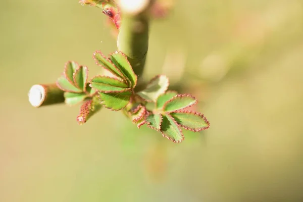 Ростки Роз Марте Набухают Розы Начинают Постепенно Развиваться Молодые Листья — стоковое фото