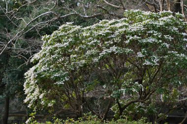 Japon Andromeda çiçekleri. Ericaceae her daim yeşil çalı. Zehirli bitkiler. Mart 'tan Mayıs' a kadar birçok beyaz saksı şeklinde çiçek açar..