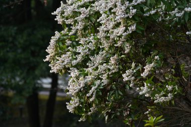 Japon Andromeda çiçekleri. Ericaceae her daim yeşil çalı. Zehirli bitkiler. Mart 'tan Mayıs' a kadar birçok beyaz saksı şeklinde çiçek açar..