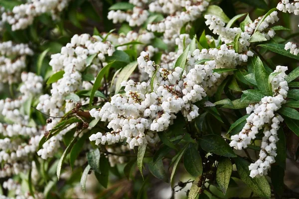 Ιαπωνικά Λουλούδια Ανδρομέδα Ericaceae Αειθαλής Θάμνος Τοξικά Φυτά Πολλά Λευκά — Φωτογραφία Αρχείου