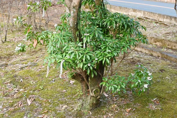 Japanska Andromeda Blommor Ericaceae Vintergrön Buske Giftiga Växter Många Vita — Stockfoto