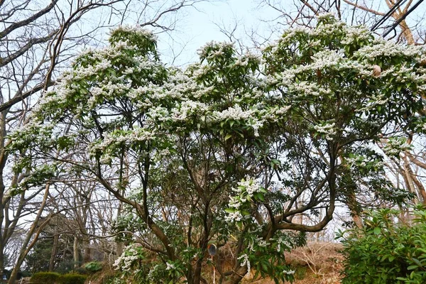 Ιαπωνικά Λουλούδια Ανδρομέδα Ericaceae Αειθαλής Θάμνος Τοξικά Φυτά Πολλά Λευκά — Φωτογραφία Αρχείου
