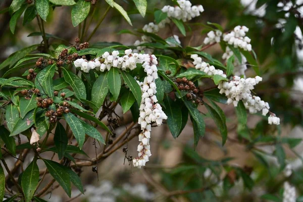 Japanse Andromeda Bloemen Ericaceae Groenblijvende Struik Giftige Planten Veel Witte — Stockfoto