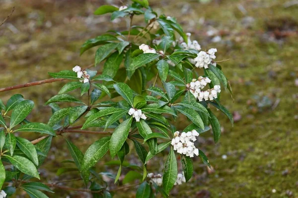 Japońskie Kwiaty Andromedy Ericaceae Wiecznie Zielony Krzew Toksyczne Rośliny Wiele — Zdjęcie stockowe