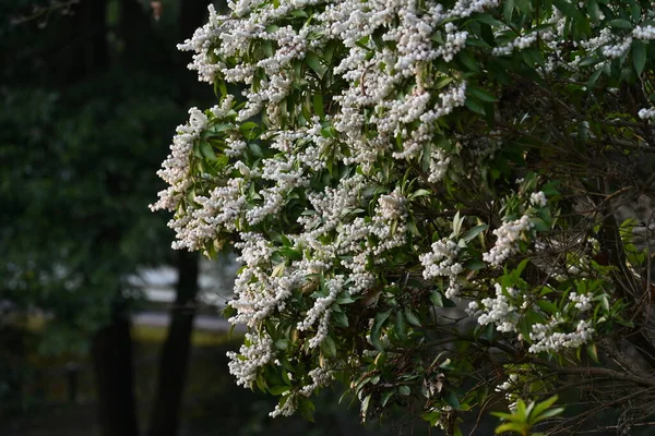 Японские Цветы Андромеды Эриковые Вечнозеленые Кустарники Токсичные Растения Много Белых — стоковое фото