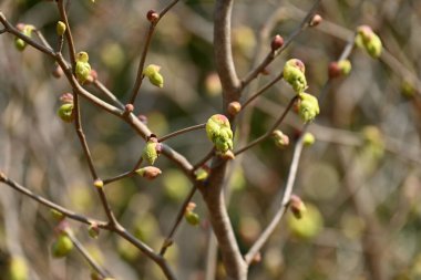 Çivili kış fındığı (Corylopsis spicata) çiçekler. Hamamelidaceae yaprak döken ağaç. Mart 'tan Nisan' a kadar çiçek açar.